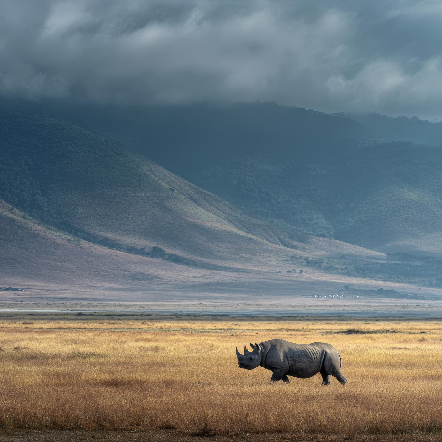 Rhinno Ngorongoro Crater