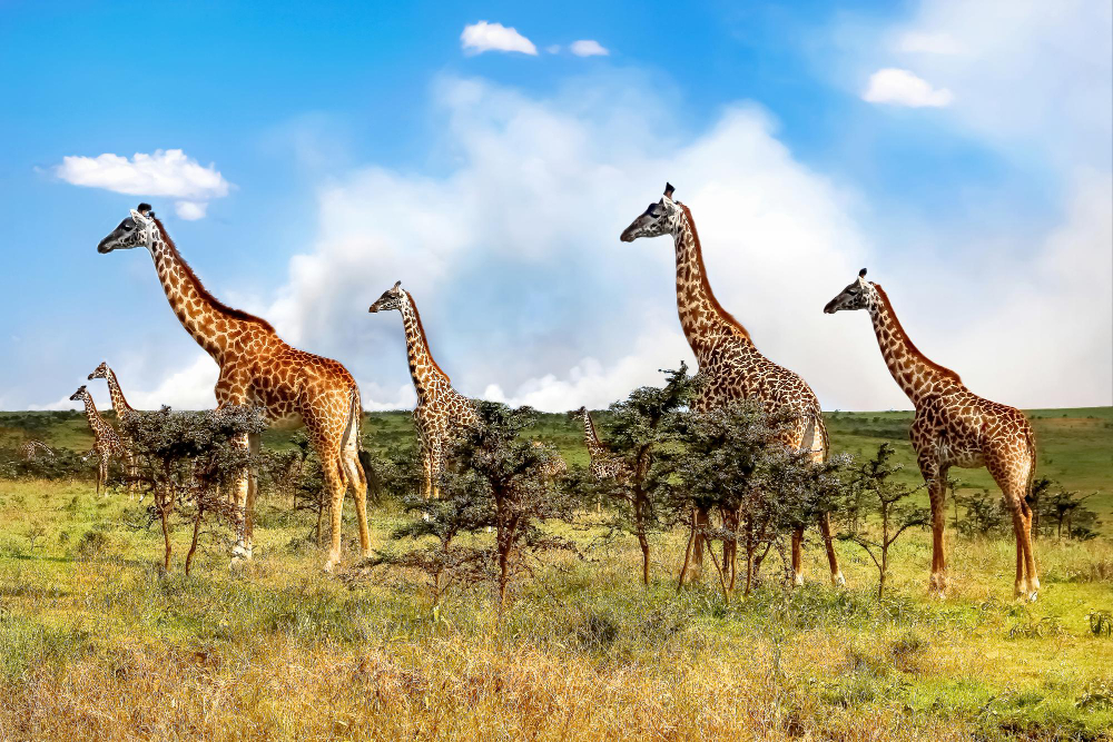 Safari gallery image