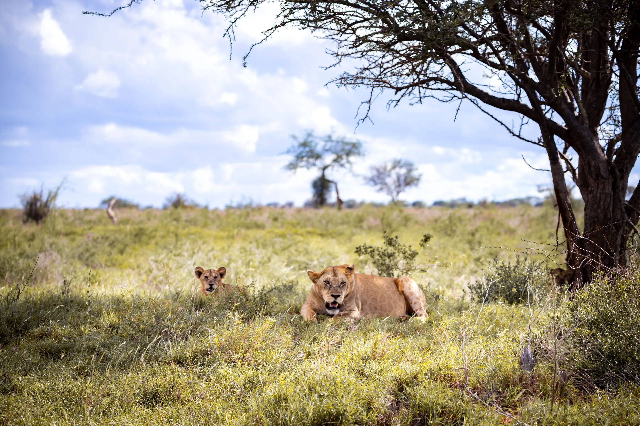 10-Day Serengeti Safari & Zanzibar from Dubai