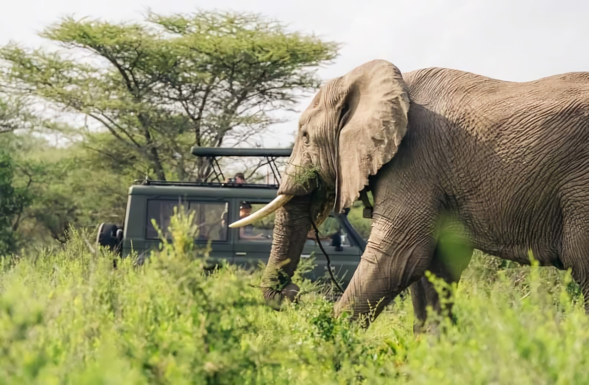 5 Day Tanzania Safari & Zanzibar